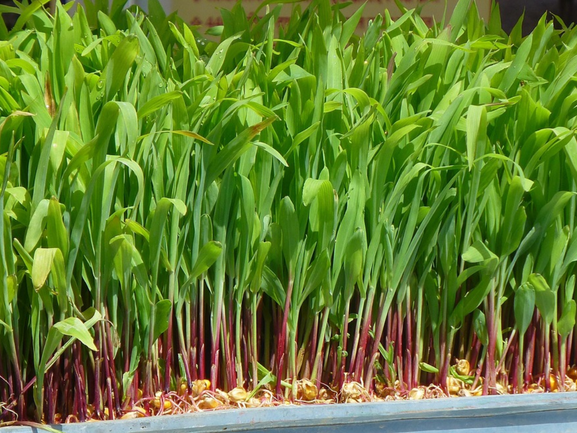 Animal & cattle feed
 Exporter India