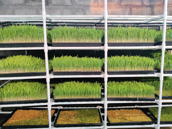 Hydroponic Fodder for Cattle Feed Export from India