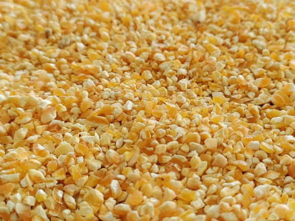 Broken Maize for Animal & Cattle Feed Export from India